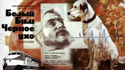 White Bim Black Ear poster