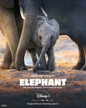 Elephant poster