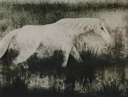 Põld poster