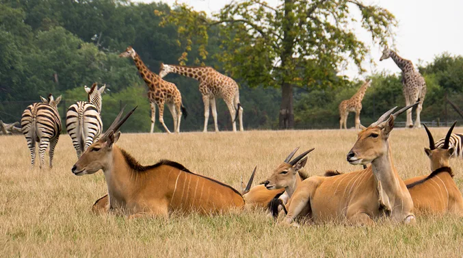 The Giraffe poster