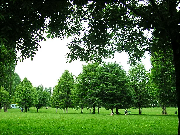 The Birch-Tree Meadow poster