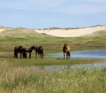 Touching Wild Horses poster
