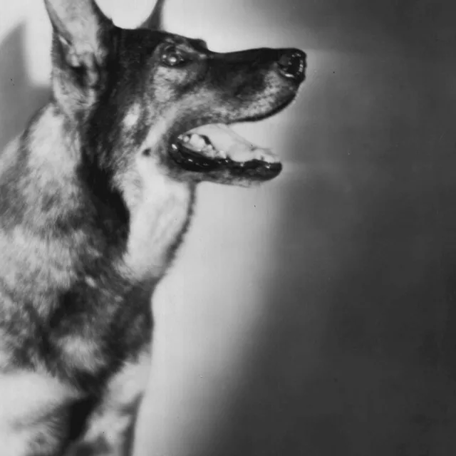 Rin Tin Tin