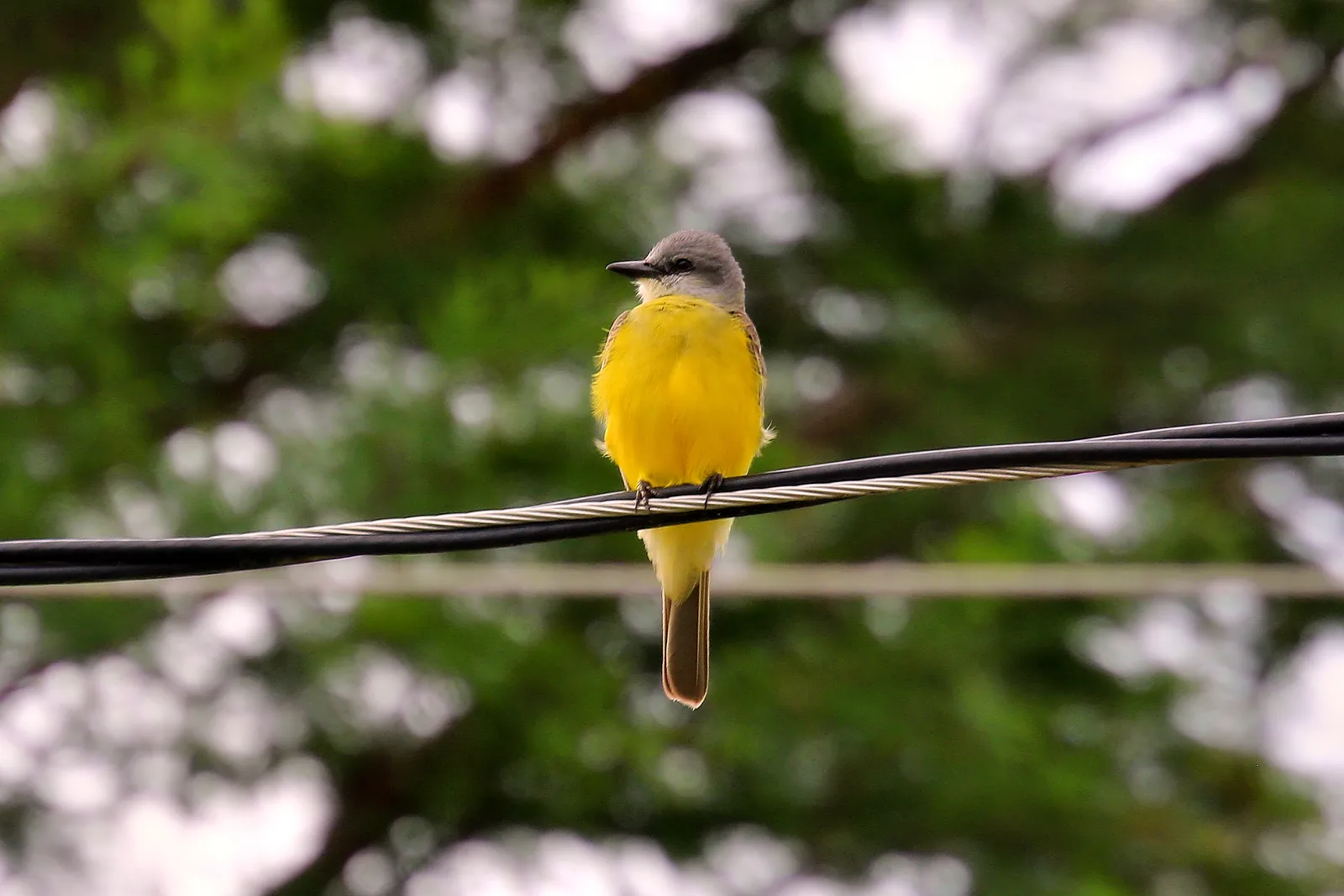 A western kingbird ( Tyrannus verticalis ) spotted along the Ann and Roy Butler Hike-and-Bike Trail in Austin, Texas, United States.
